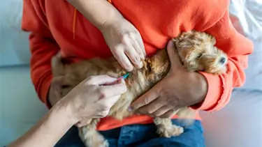 Evcil hayvan sahipleri dikkat! Son gün 31 Aralık, yaptırmayanlara para cezası var