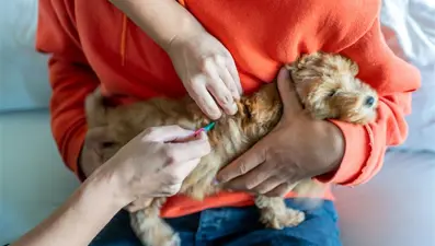 Evcil hayvan sahipleri dikkat! Son gün 31 Aralık, yaptırmayanlara para cezası var