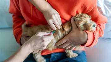 Evcil hayvan sahipleri dikkat! Son gün 31 Aralık, yaptırmayanlara para cezası var