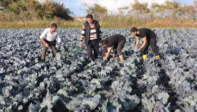 22 bin 500 dekar alana ekildi, Samsun'da hasat başladı