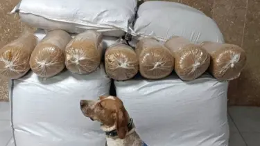 Yolcu otobüsünde 400 kilo kaçak tütün ele geçirildi