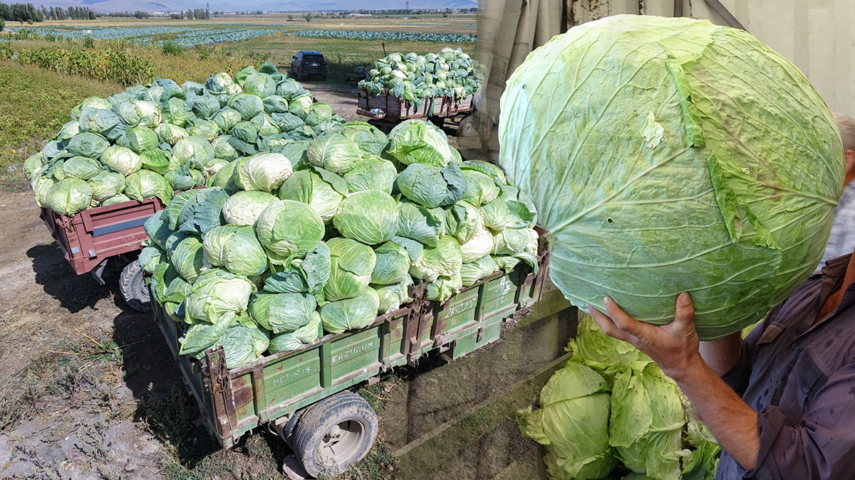 1 milyona yakın üretiliyor. 45 kiloya kadar çıkan lahanalar dolma yapanların tercihi