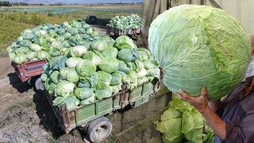 1 milyona yakın üretiliyor. 45 kiloya kadar çıkan lahanalar dolma yapanların tercihi