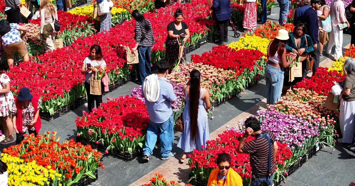 ABD'de "lale günü". Binlerce çiçek ücretsiz dağıtıldı
