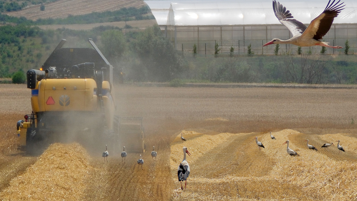 Arpa hasadı sürüyor. Biçerdöverin sesini duyar duymaz tarladalar