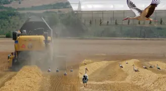 Leylekler, biçerdöverlerin peşinde