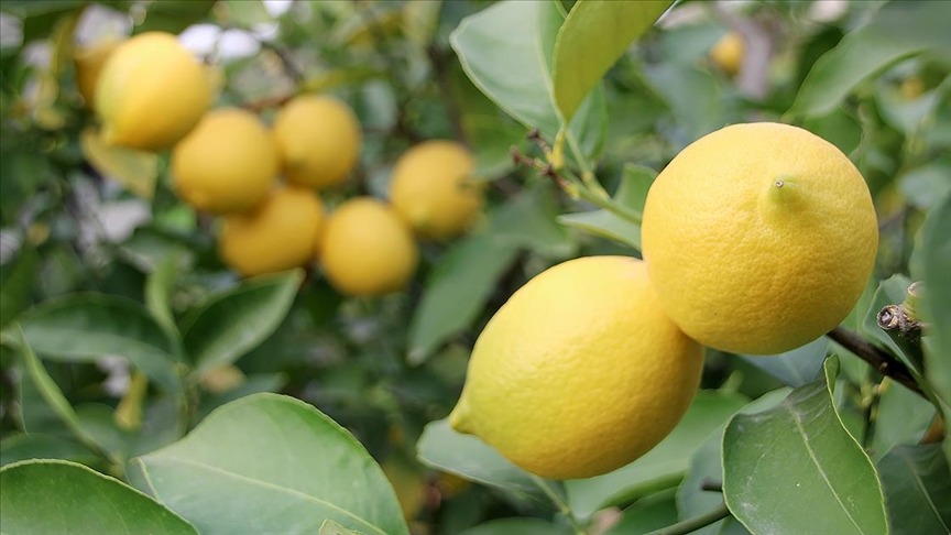 Limon ithalatına vergi indirimi