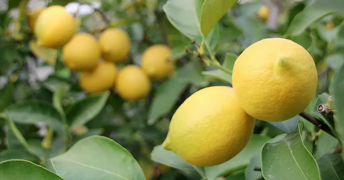 Limon ithalatına vergi indirimi