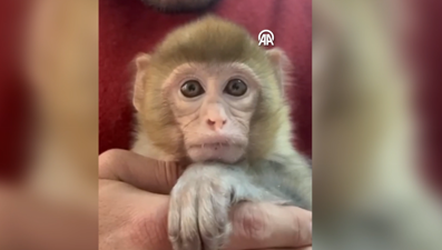 Elazığ'da denetimde ele geçirildi. "Minik bir misafirimiz var"