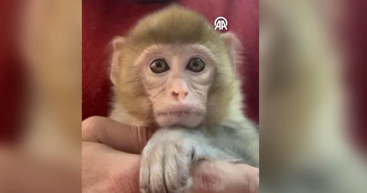 Elazığ'da denetimde ele geçirildi. "Minik bir misafirimiz var"