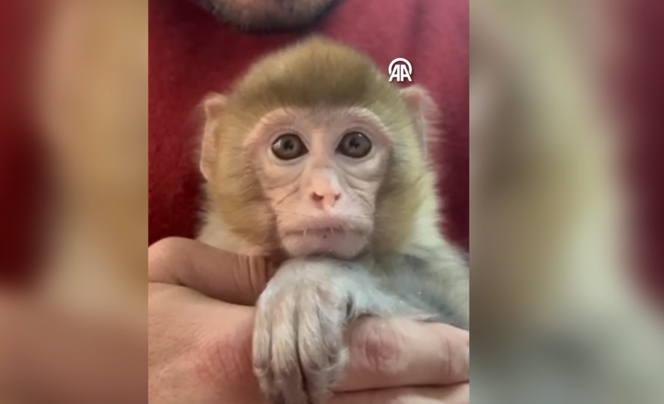 Elazığ'da denetimde ele geçirildi. 