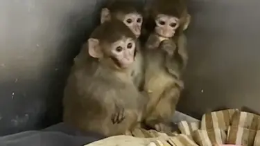 Yasa dışı barındırılan makak maymunları koruma altında