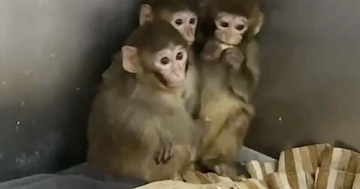 Yasa dışı barındırılan makak maymunları koruma altında