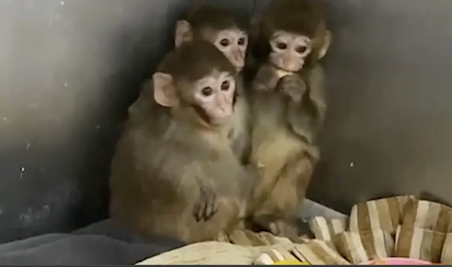 Yasa dışı barındırılan makak maymunları koruma altında