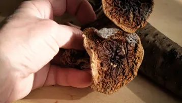 Şifa vaadiyle binlerce dolar alıyorlar. İnternette mantar dolandırıcılığı