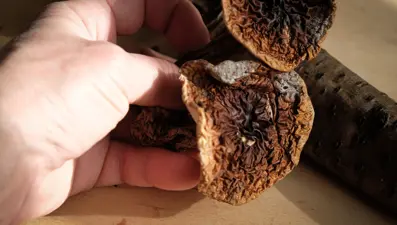 Şifa vaadiyle binlerce dolar alıyorlar. İnternette mantar dolandırıcılığı