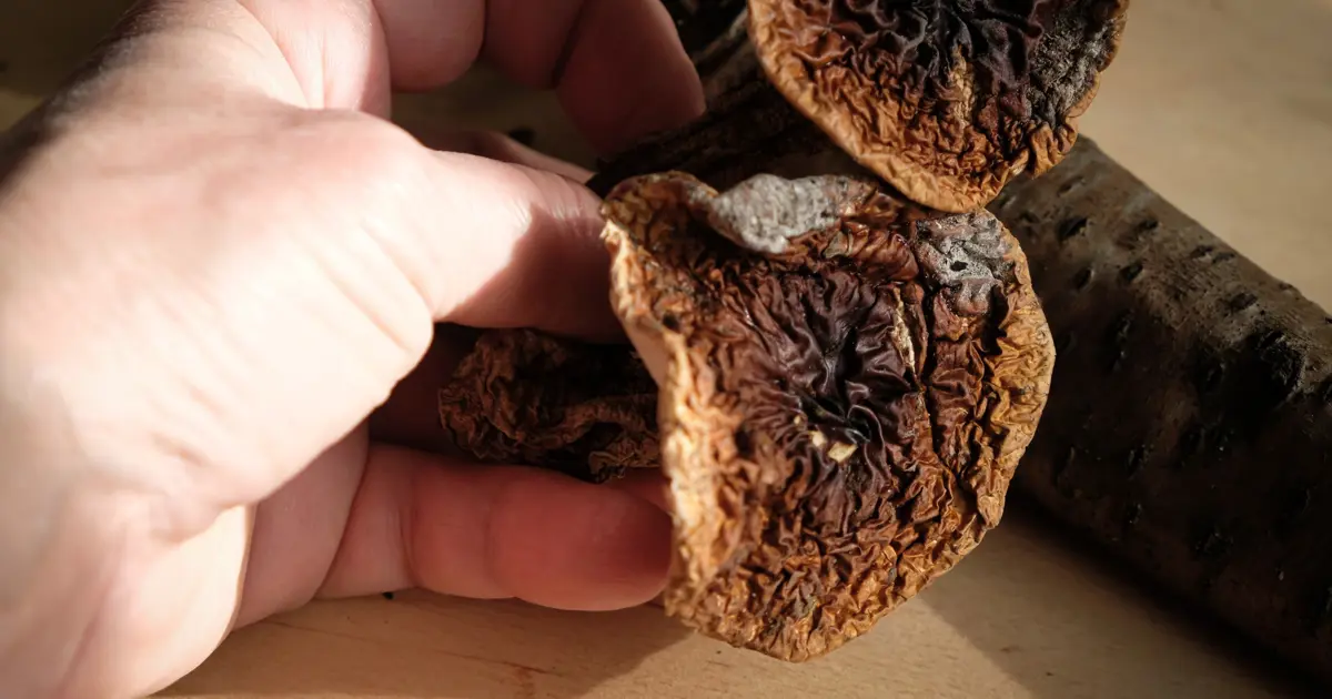 Şifa vaadiyle binlerce dolar alıyorlar. İnternette mantar dolandırıcılığı