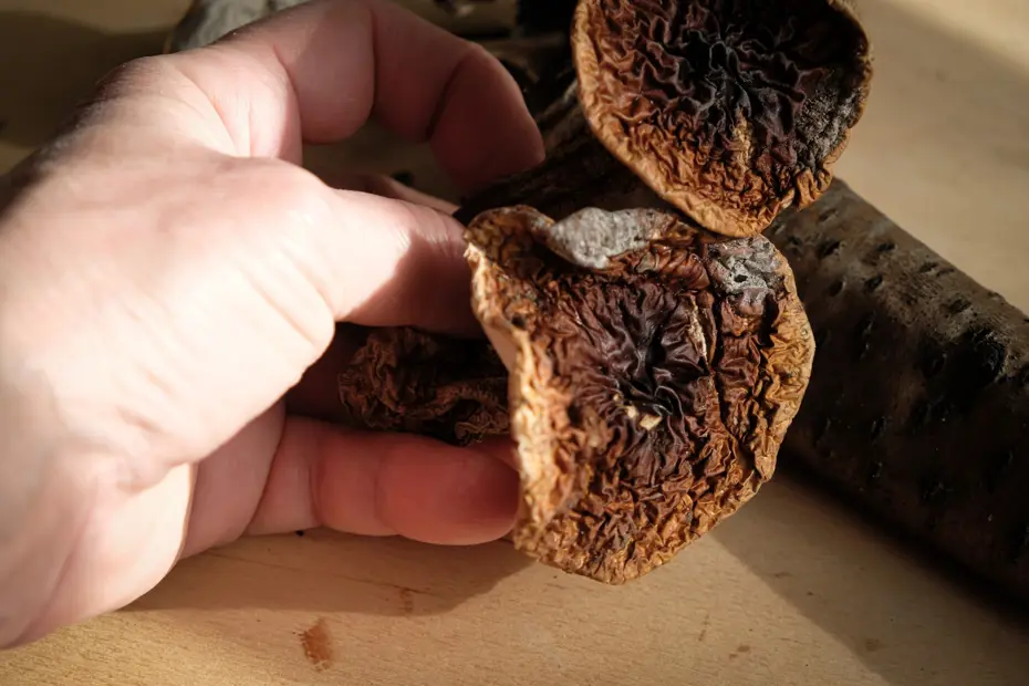 Şifa vaadiyle binlerce dolar alıyorlar. İnternette mantar dolandırıcılığı