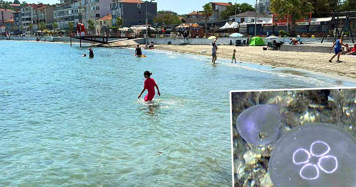 Marmara'da denize girenlerin korkulu rüyası oldular. Temas edince hemen deniz suyuyla yıkayın