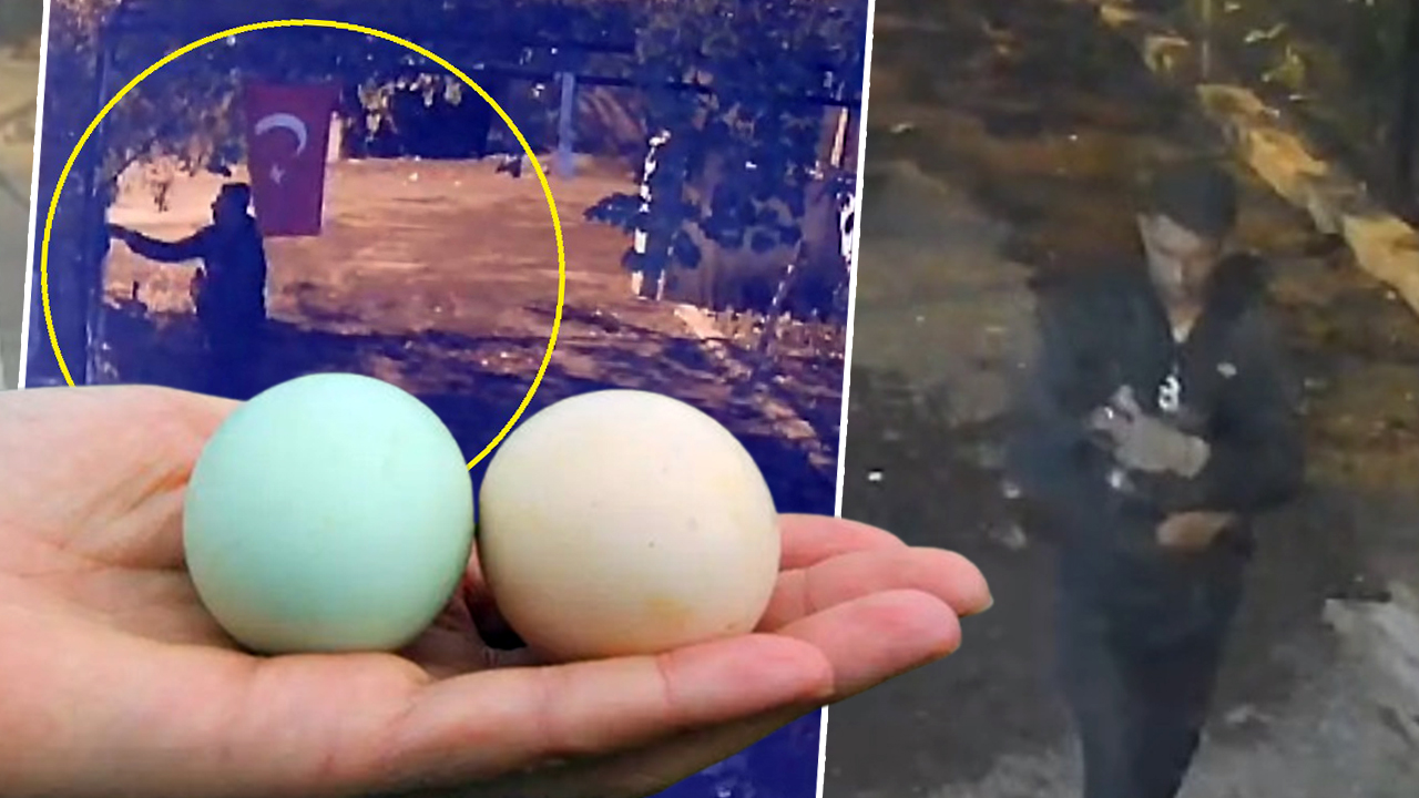 Mavi yumurtlayan tavuklar çalındı