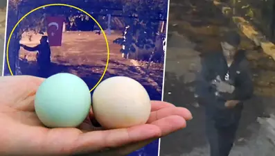 Mavi yumurtlayan tavuklar çalındı