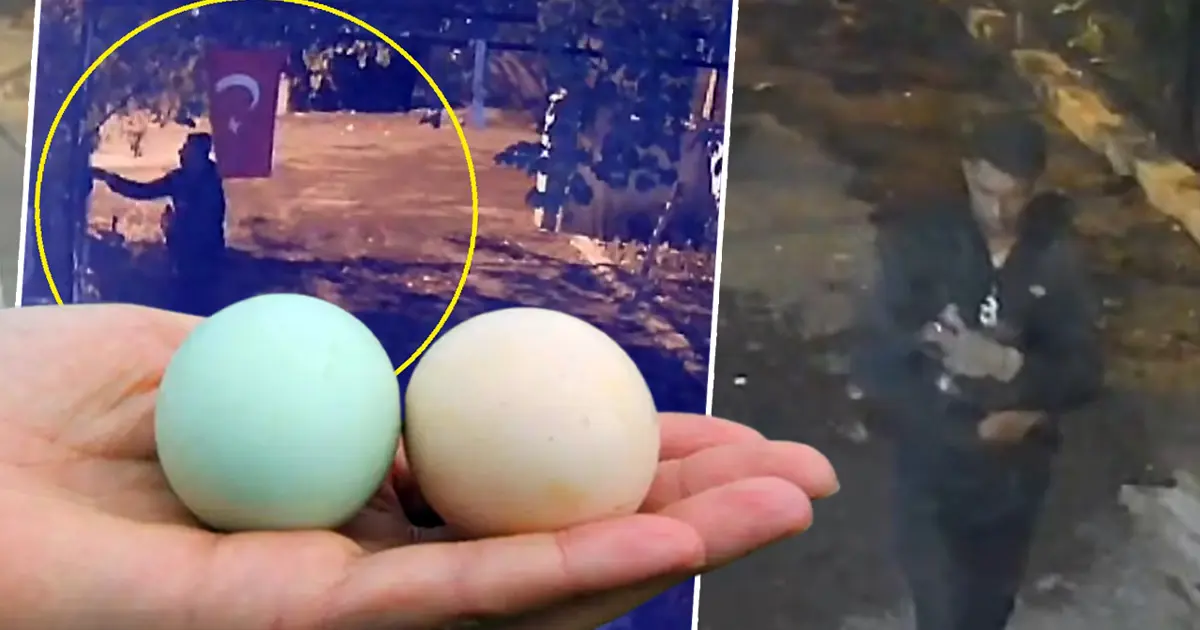 Mavi yumurtlayan tavuklar çalındı