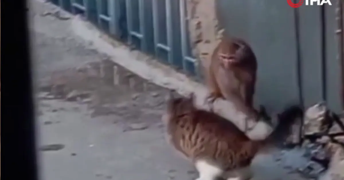 Fikirtepe'yi birbirine katan maymun. Kedi ile karşılaştı, çatılarda gezdi
