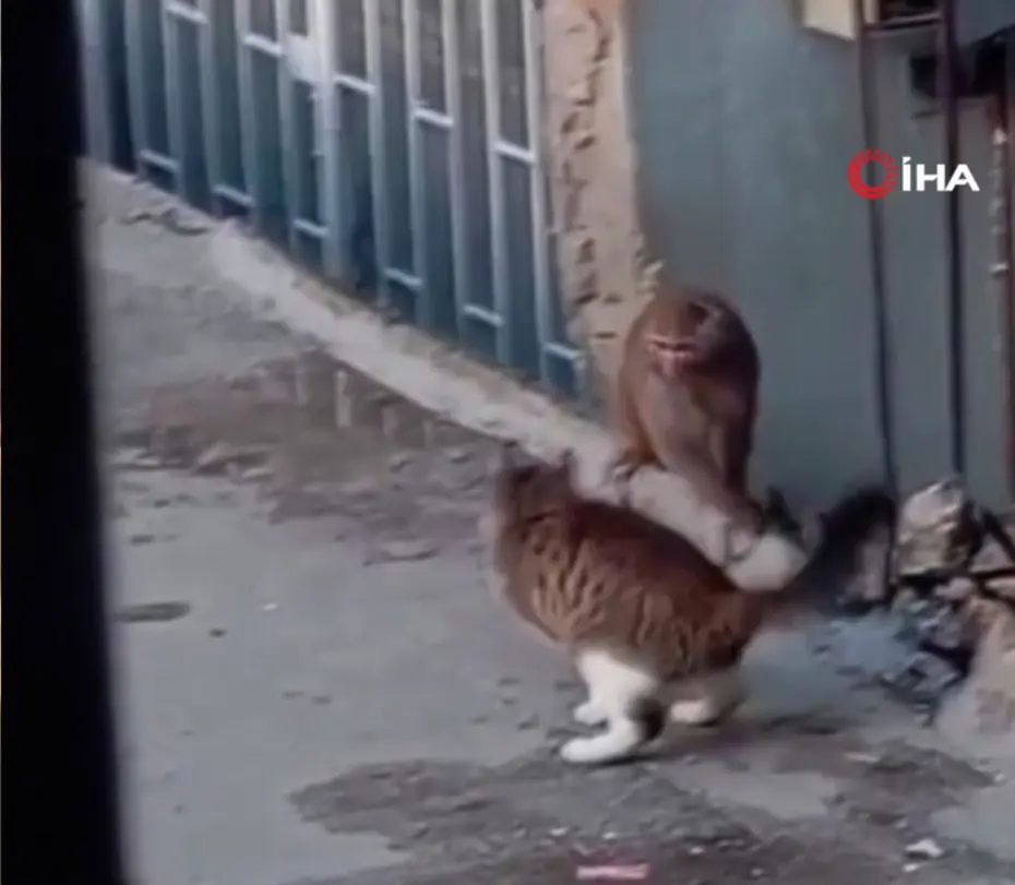 Fikirtepe'yi birbirine katan maymun. Kedi ile karşılaştı, çatılarda gezdi