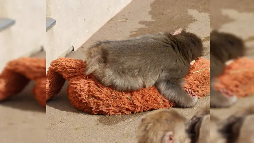 ANNE BAKIMINDAN MAHRUM KALDIĞI İÇİN ÖZGÜVEN EKSİKLİĞİ YAŞIYOR 1