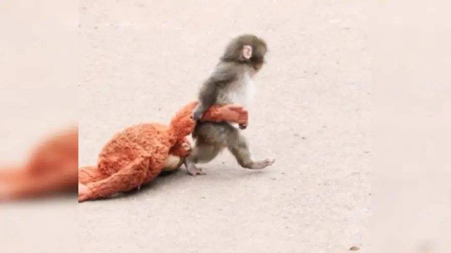 ANNE SICAKLIĞINI OYUNCAK MAYMUNDA BULDU 