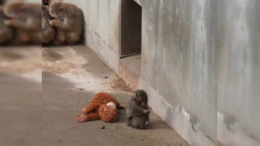 BAKICILAR OYUNCAKSIZ SÜRÜYE KARIŞMASINI BEKLİYOR 2