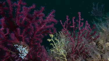  Denizlerin ormanı mercanları yeniden yaşamla buluşturuyoruz