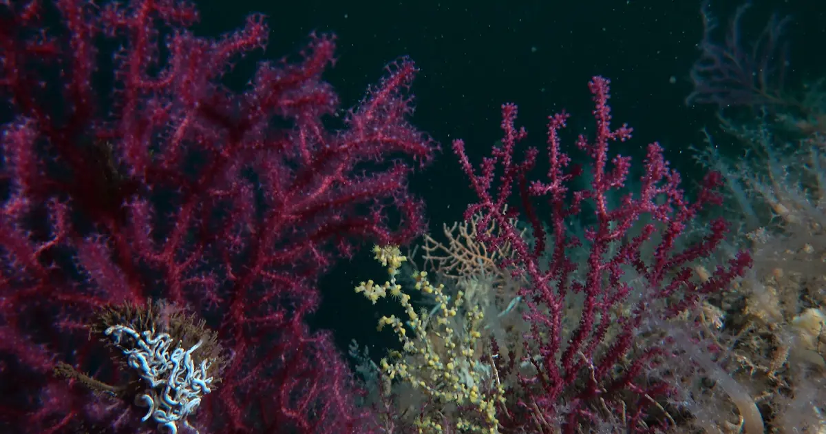 Bakan Kurum: Denizlerin ormanı mercanları yeniden yaşamla buluşturuyoruz