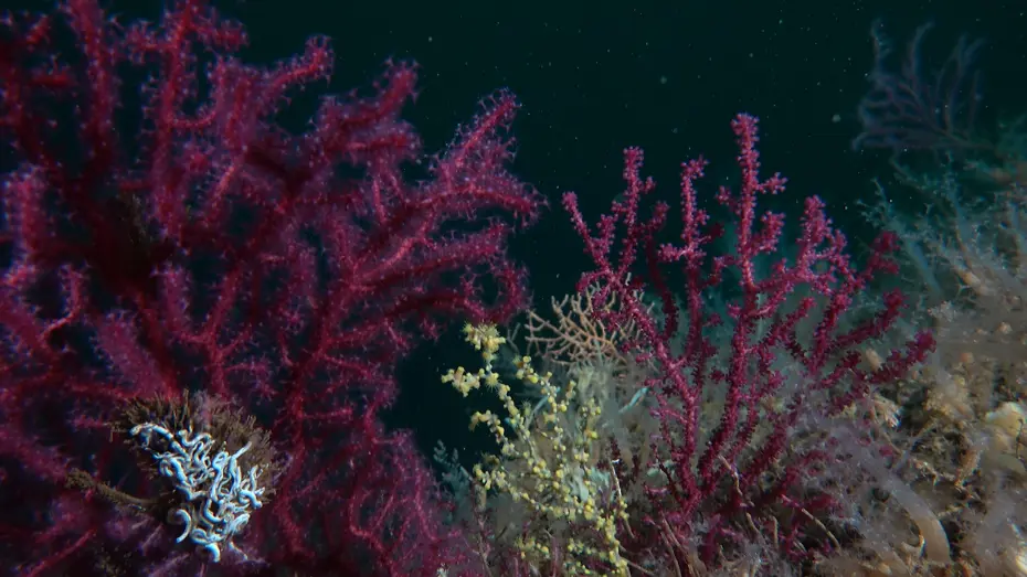 Bakan Kurum: Denizlerin ormanı mercanları yeniden yaşamla buluşturuyoruz