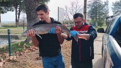 Meriç Nehri'nde yakalanan mersin balığı koruma altında
