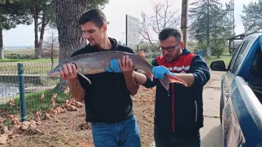 Meriç Nehri'nde yakalanan mersin balığı koruma altında