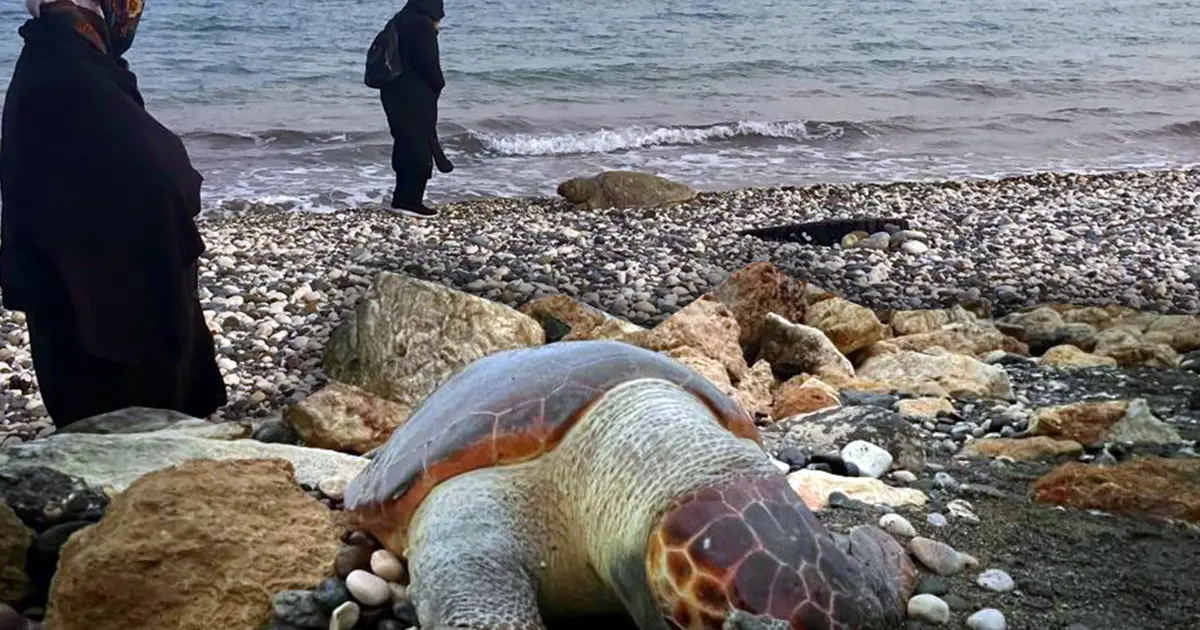 15 günde yedi ölü Caretta Caretta kıyıya vurdu