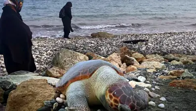 15 günde yedi ölü Caretta Caretta kıyıya vurdu