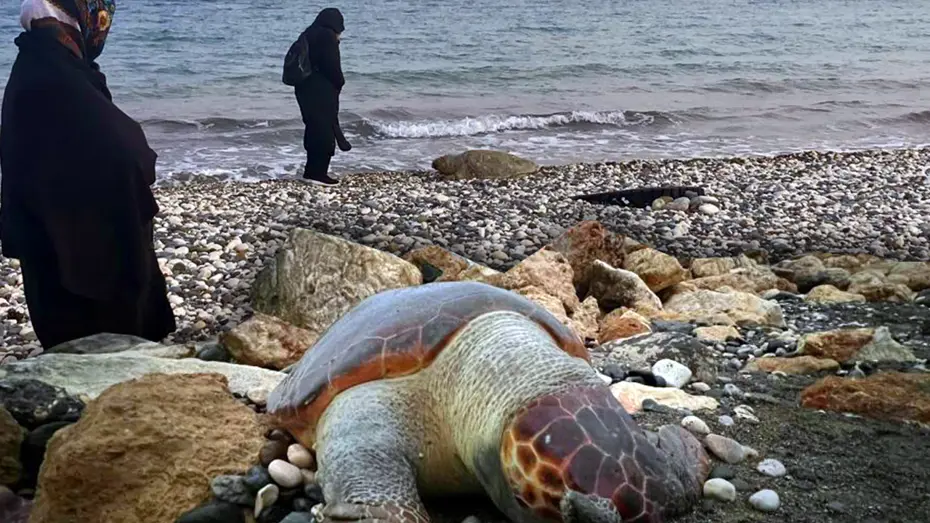 15 günde yedi ölü Caretta Caretta kıyıya vurdu
