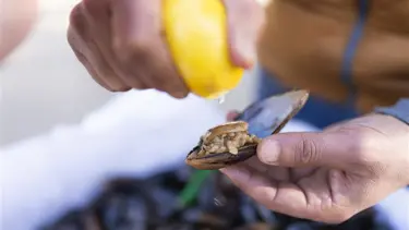 Böcek ailesine ilişkin ön otopsi raporu çıktı 