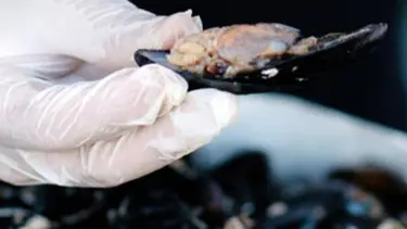 İstanbul’da 2 ton 350 kilogram kaçak midye ele geçirildi 