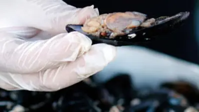 İstanbul’da 2 ton 350 kilogram kaçak midye ele geçirildi 