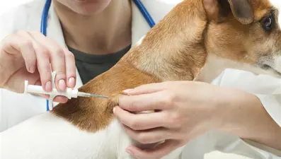 Evcil hayvanı olanlar dikkat! Bugün son gün