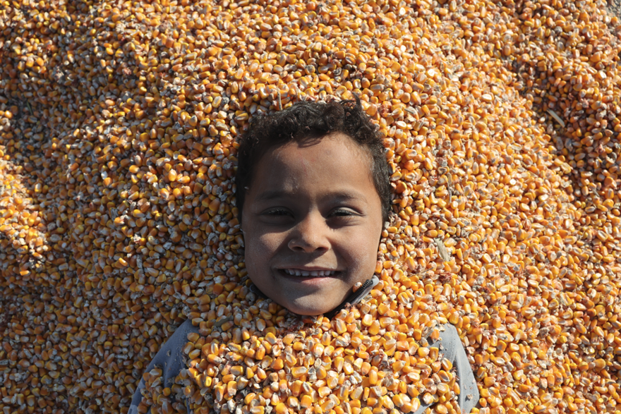 Hasat başladı, kurusun diye yollara serildi. Suriye'de çiftçi emeğiyle çocuk sevinci birleşti 2