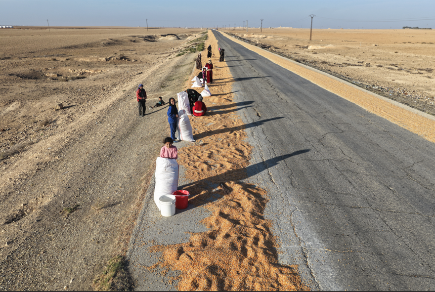 Hasat başladı, kurusun diye yollara serildi. Suriye'de çiftçi emeğiyle çocuk sevinci birleşti 1