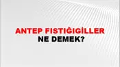 Antep Fıstığıgiller