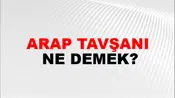 Arap Tavşanı
