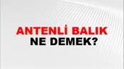 Antenli Balık