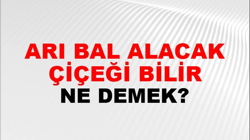 Arı Bal Alacak Çiçeği Bilir Arı Bal Alacak Çiçeği Bilir