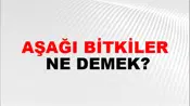 Aşağı Bitkiler